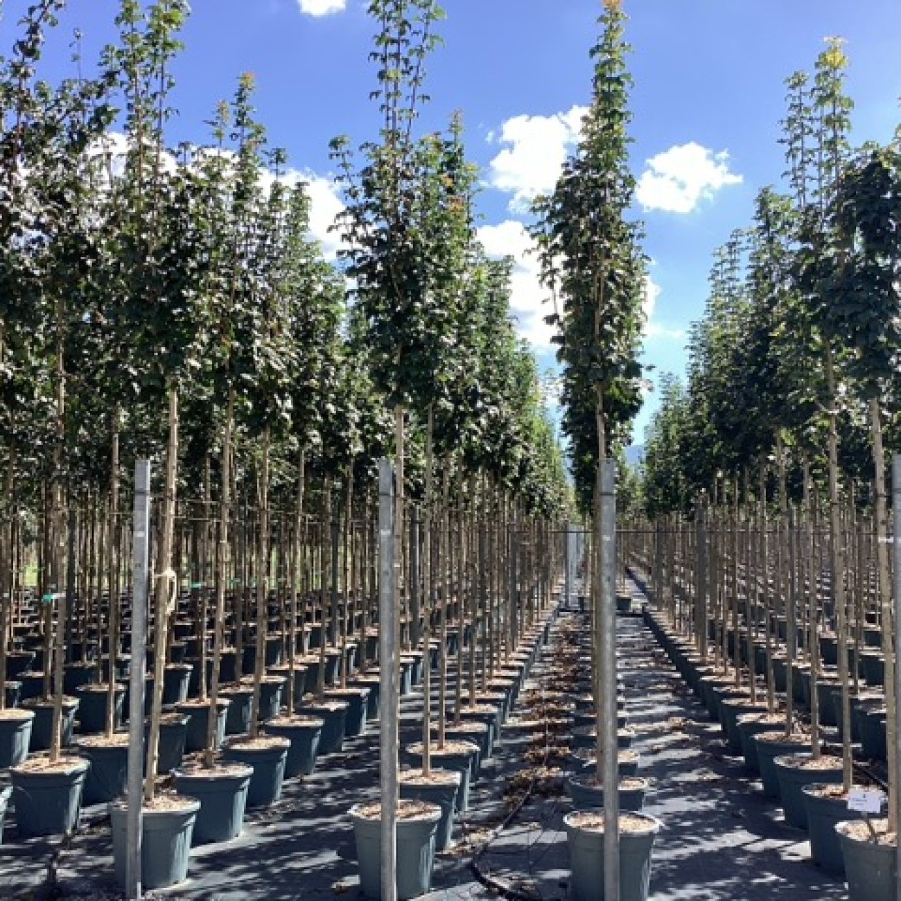 Obrázok Javor poľný (Acer campestre) ´LIENCO´® - výška 320-340 cm, obvod kmeňa 8/10 cm, kont. C30L